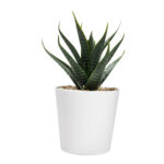KTC 750 B - SET DE PLANTAS ALISO BLANCO (BLANCO / PLASTICO / CARTON) - Image 5