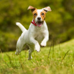 COLLAR NARBONA AZUL ACERO PT-002A ( PT-002 / PT002 /  ) - Image 3