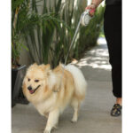 CORREA FARINA BEIGE PT-004BE ( PT-004 / PT004 /  ) - Image 3